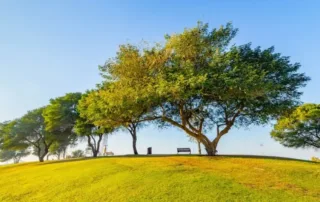 al dwd park qatar