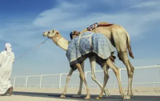 al shahaniya camel racetrack qatar