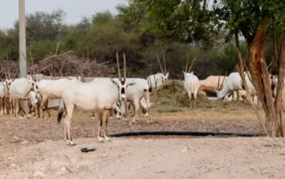 oryx farm shahaniya qatar