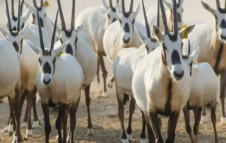 qatar with its wildlife park and zoos in qatar for a wildlife tour