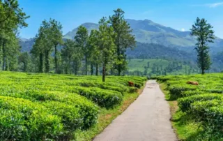 things to do in wayanad