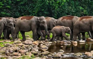 wildlife safari in kerala